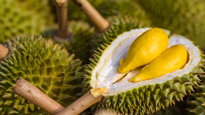 Illustration for article titled Durian reeks havoc, forces evacuation of university library