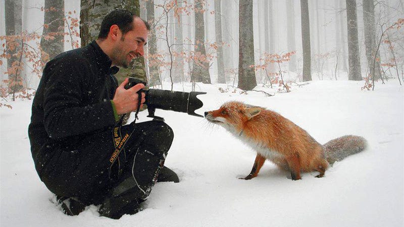 These Awesome Photos of a Fox Will Make You Go Aaaaawwwww