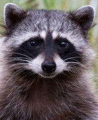 A Raccoon