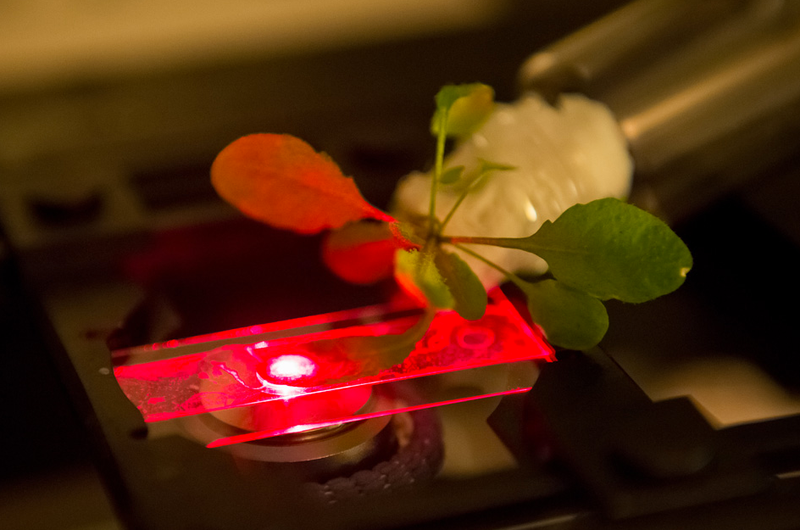 Illustration for article titled New "bionic plants" could replace street lights and cell towers