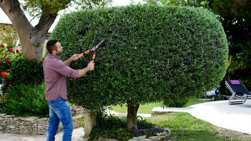 Illustration for article titled Sorry, Horny Boys, But These 7 Curvaceous Topiaries Are Pretty Much The Sexiest Thing We Can Get Through Your Middle School’s Content Filters