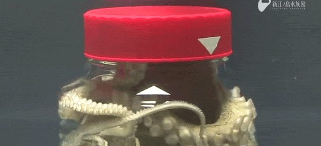 Watch an octopus open up a jar while it's still trapped inside the jar