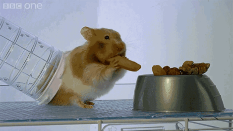 X-Ray Video Reveals How a Hamster Can Stuff So Much Food In Its Cheeks