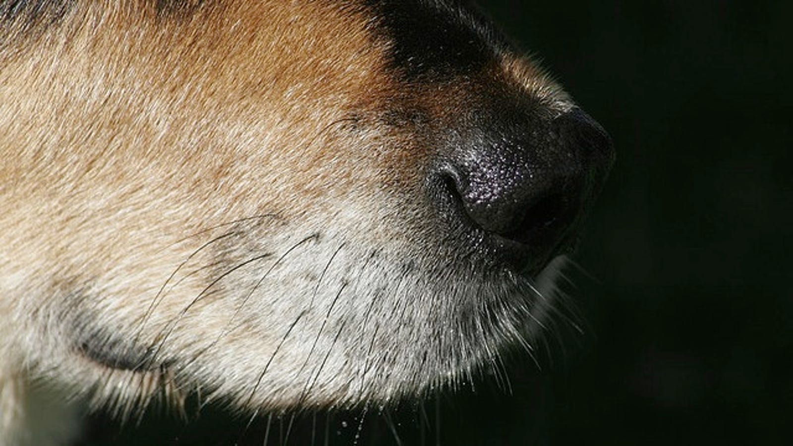 Your Homeowner�s Insurance May Cover If Your Dog Bites Someone