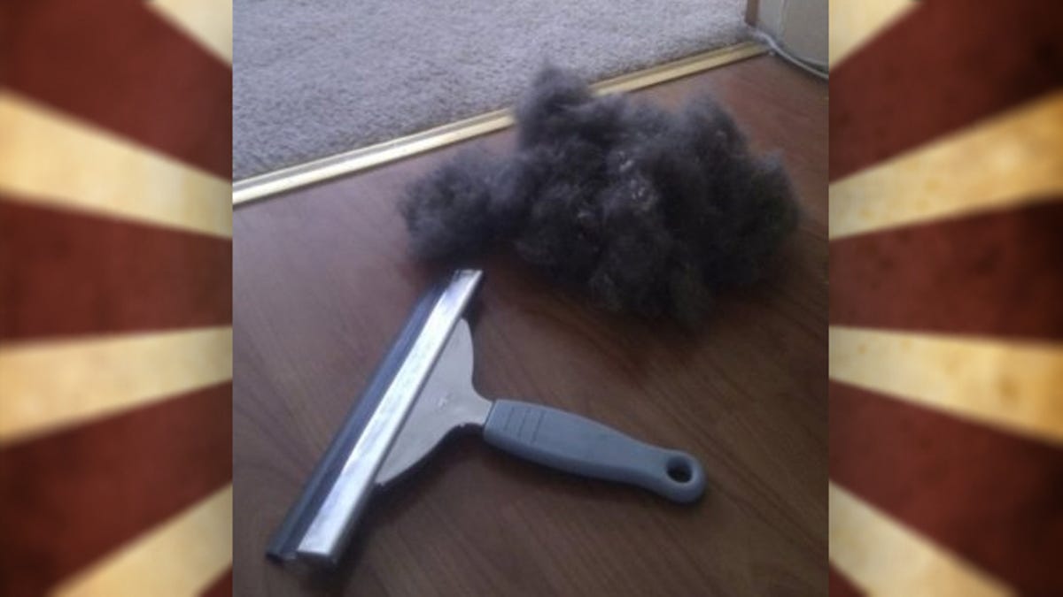 Pull Stubborn Pet Hair From Carpets With A Window Squeegee