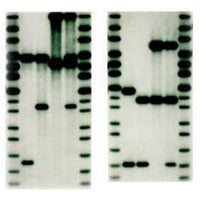 Illustration for article titled Fabricate Your Own DNA Evidence
