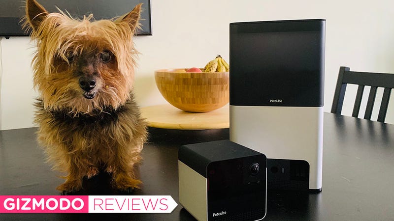 I cannot stress how much Daisy hated posing for this photo with the Petcube Play 2(left) and Bites 2.