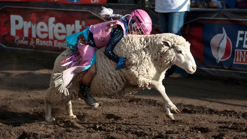 Illustration for article titled Don't You Dare Call Mutton Bustin' "Wool Riding"