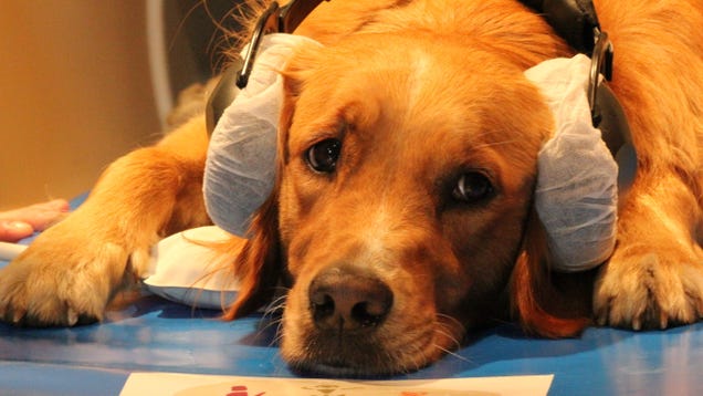 Your Dog's Ice-Cold Nose May Be a Sensor for Detecting Heat at Distance