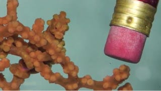 Illustration for article titled Baby Pygmy Seahorses Have The Most Amazing Camouflage