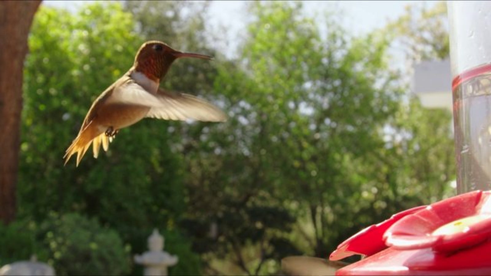 Watching A Hummingbird In Slow Motion Is Still Pretty Majestic