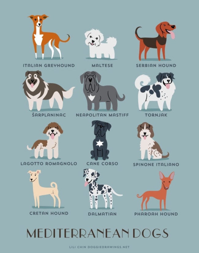 Adorable Drawings of Dog Breeds, Grouped By Their Place of Origin