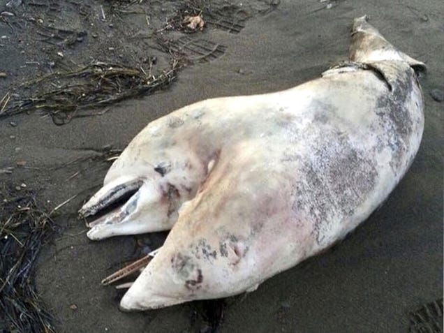 Two-Headed Dolphin Washes Ashore In Turkey, Current Whereabouts Unknown