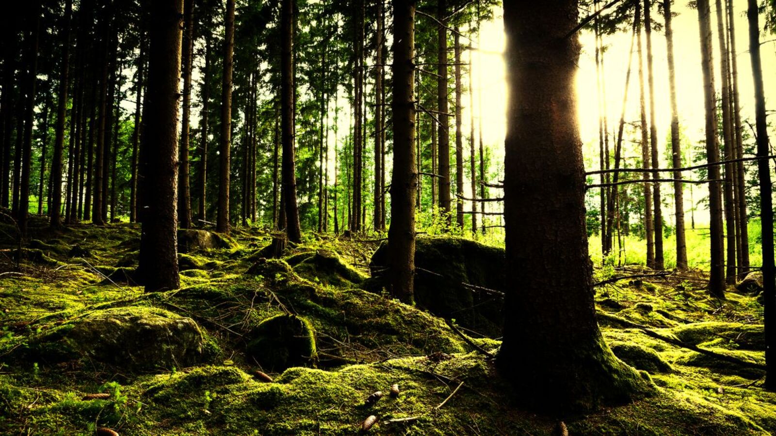 The Best Careers for People Who Want to Work Outside