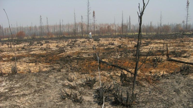 A severe wildfire wiped out a spruce forest in Yukon Flats National Wildlife Refuge, Alaska.
