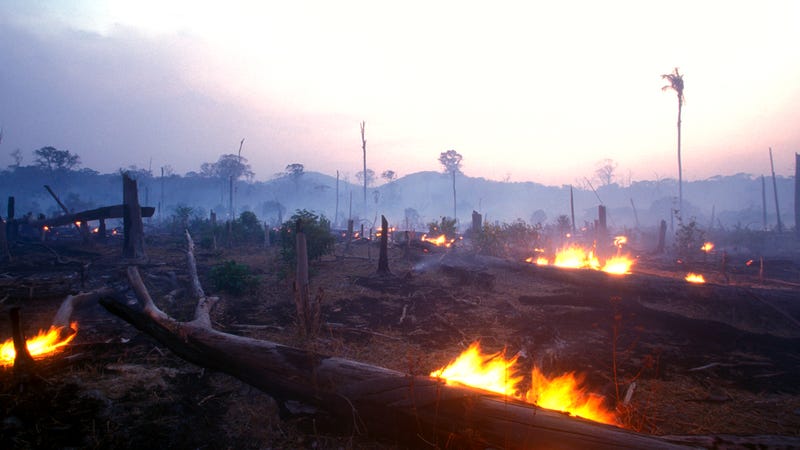 Illustration for article titled Impact Of The Massive Fires In The Amazon Rainforest