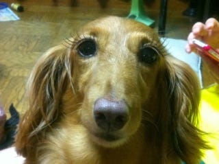 Illustration for article titled Fake Eyelashes on Pets Might Be a Thing