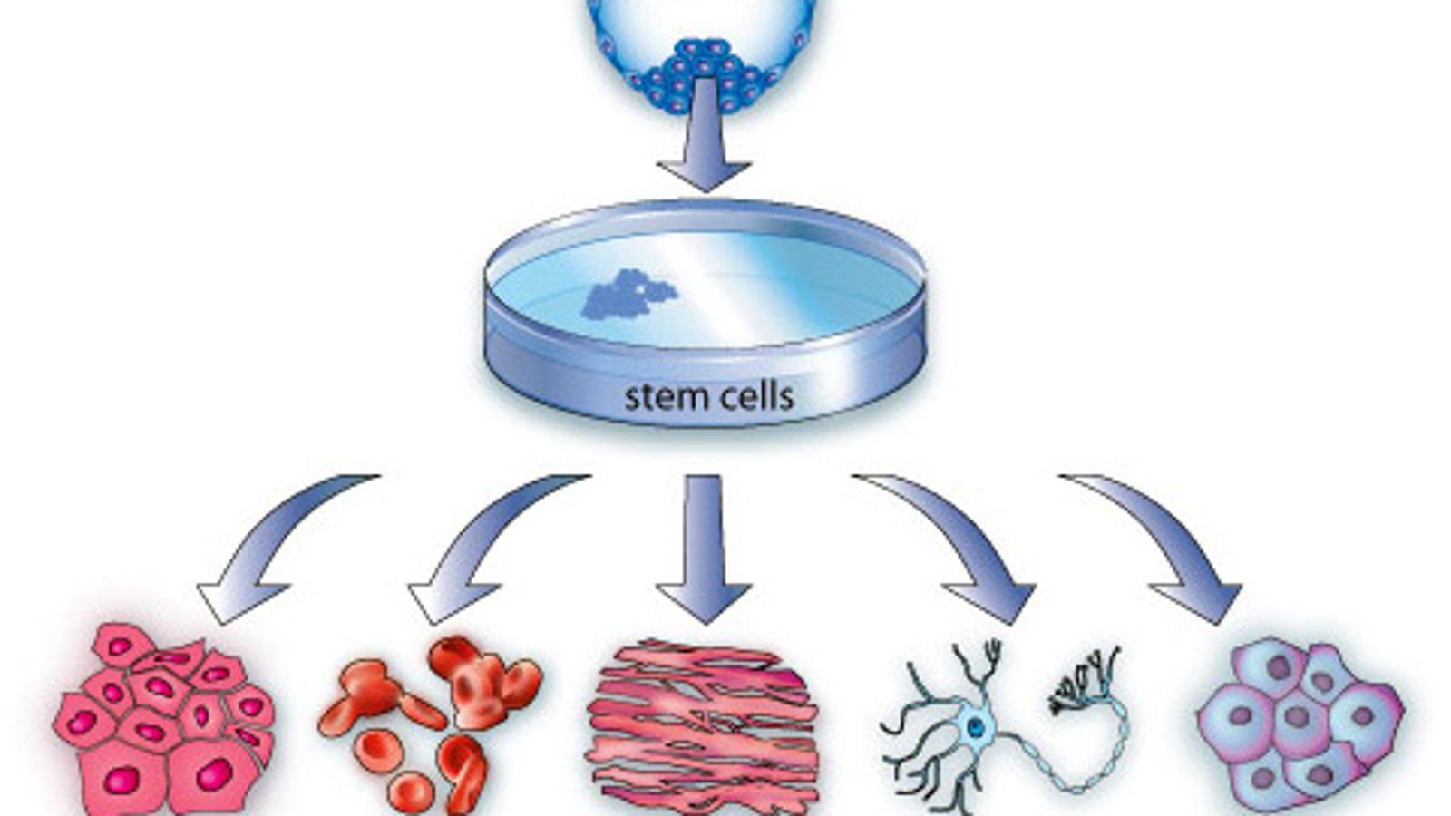 stem cell technologies