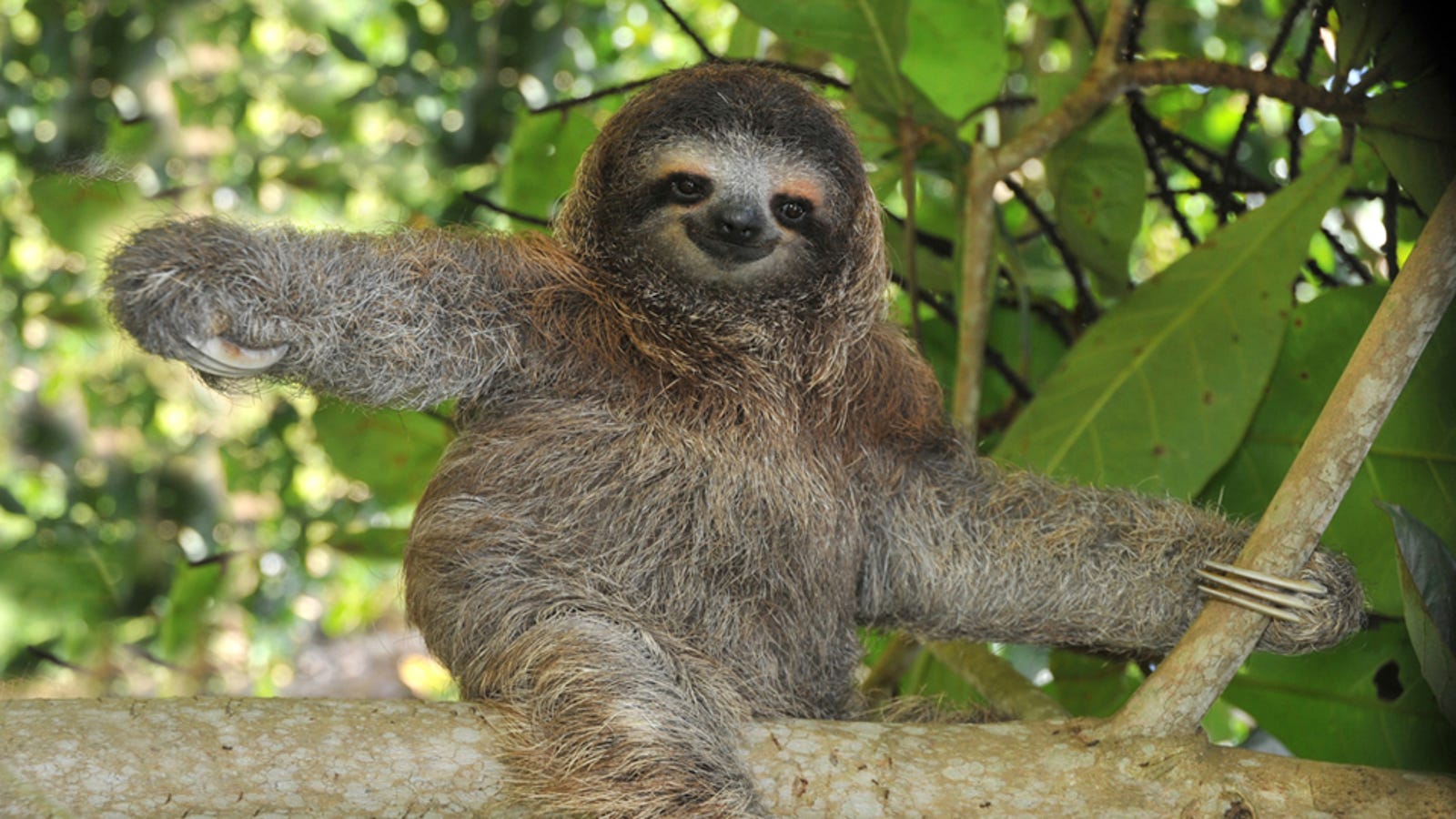 Lessons in World Domination: The Sloth's Sleepy Rise to ...