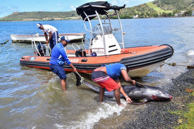 Dead Whales and Dolphins Are Washing Up on Beaches Near the Mauritius Oil Spill