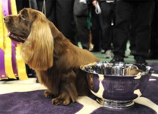 Illustration for article titled Stump The Spaniel Is Westminster's New Winner