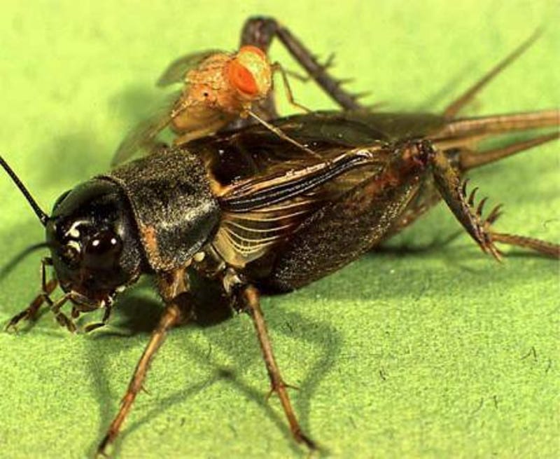 How do crickets reproduce?