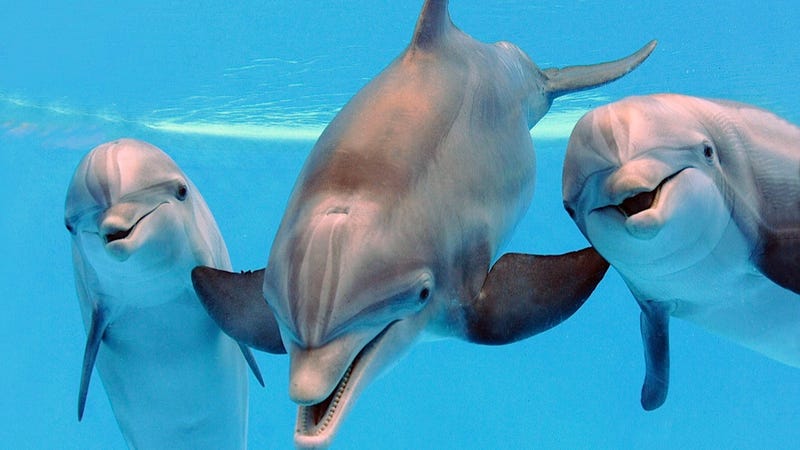 Dolphin-Assisted Births Seem Like Questionable Life Choices