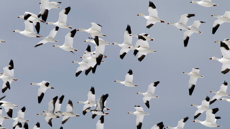 photo of Thousands of Snow Geese Die After Landing on Toxic Mining Water in Montana image