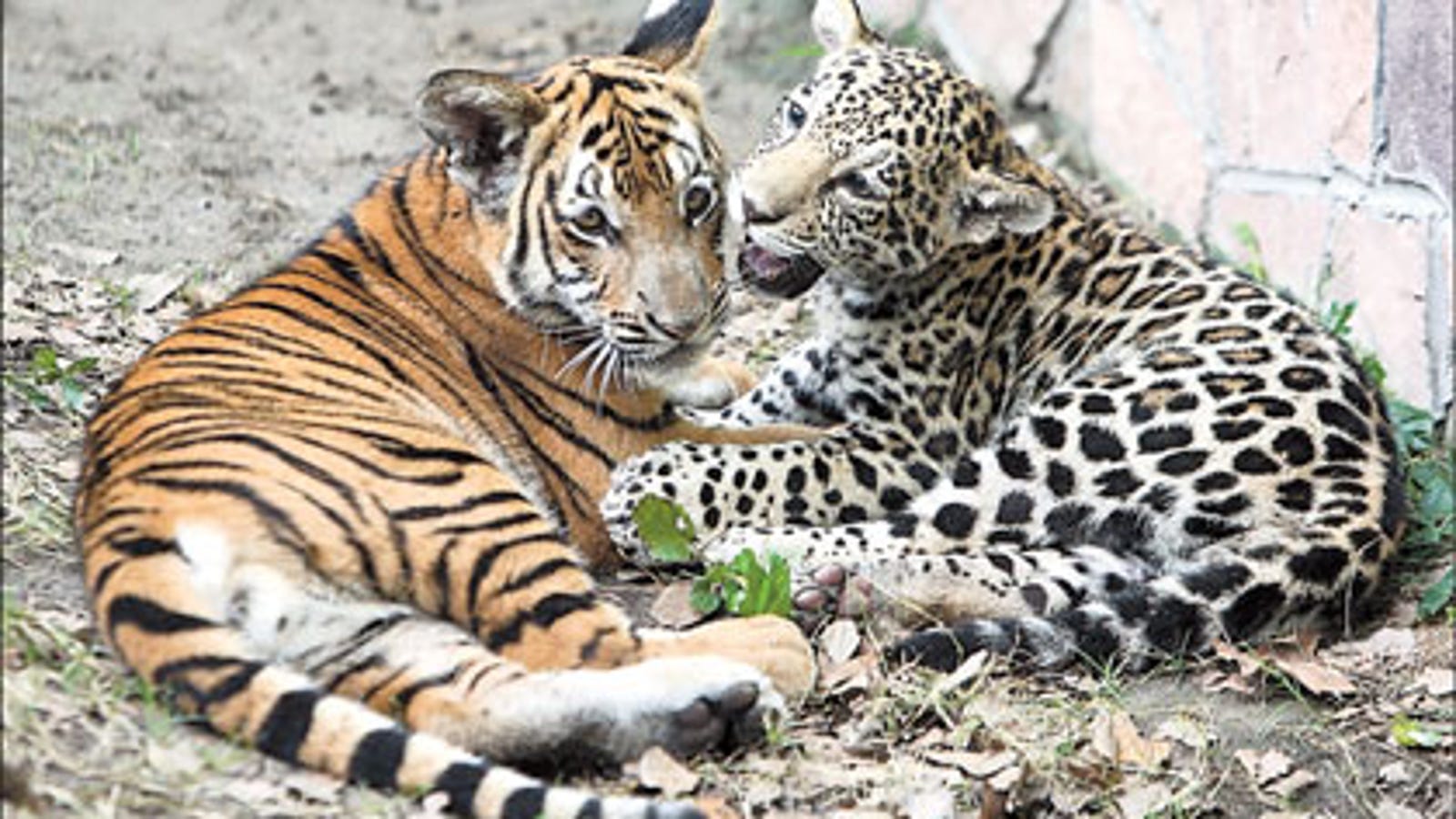 Can jaguars and tigers live in harmony?
