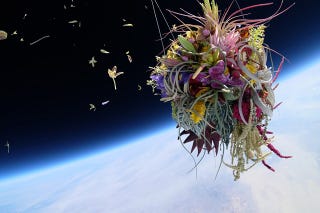 Illustration for article titled In the Ultimate in Installation Pieces, Artist Sends Plants Into Space
