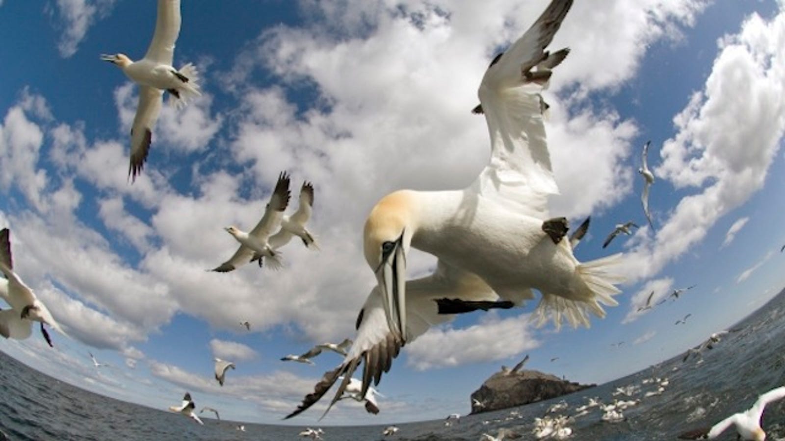 This Unbelievable Footage Literally Shows a Bird #39 s Eye View of the