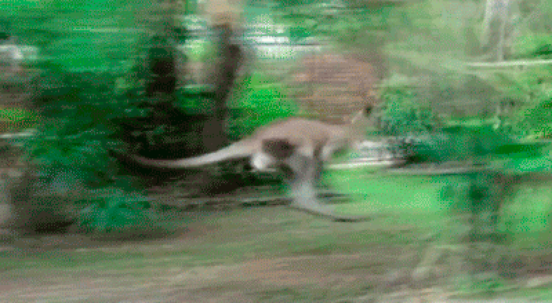 Image result for kangaroo falling gif