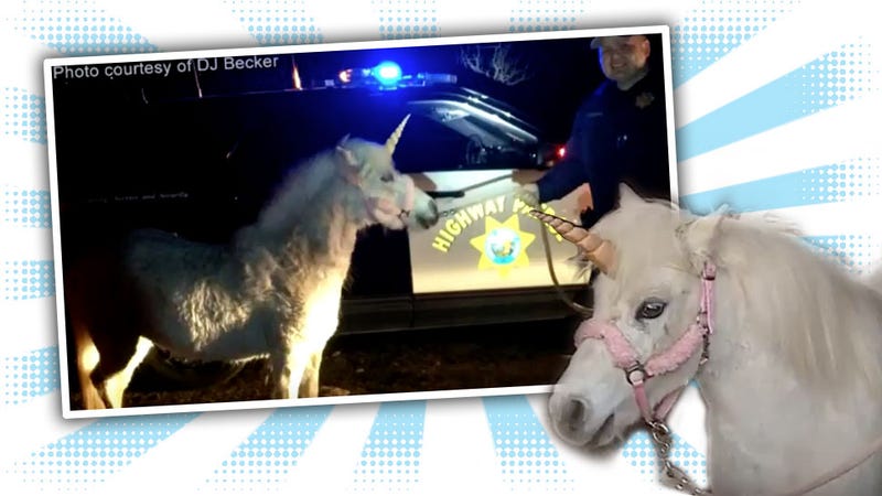 Illustration for article titled Fresno-Area Unicorn Leads CHP On Three-Hour Chase