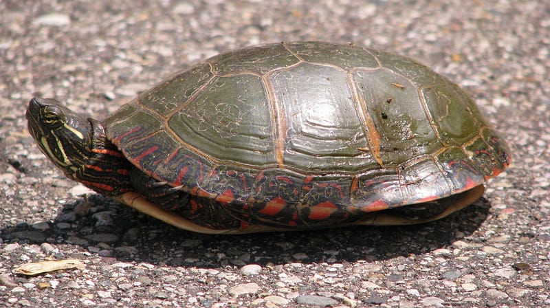 Illustration for article titled El interior del caparazón de una tortuga es más extraño de lo que piensas
