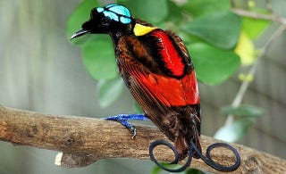 Illustration for article titled Wilson's Bird of Paradise: Weird-Looking Bird or Weirdest-Looking Bird?