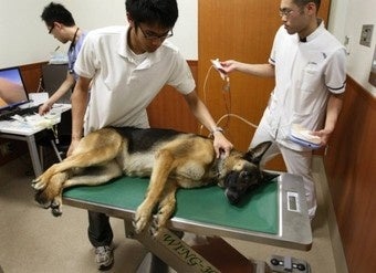 Illustration for article titled Animal Hospital Creates Blood Bank For Dogs