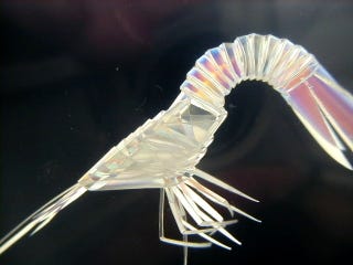 Illustration for article titled This Shrimp Was Once a Bendy Straw