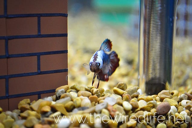 Watch A Super Mario Bros. Aquarium Get Built From Scratch