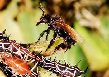 Illustration for article titled Stingless Bees Have a Scarier Way To Win Warfare