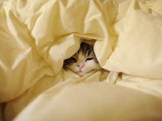 Illustration for article titled Not Really Caturday - Influenza Edition