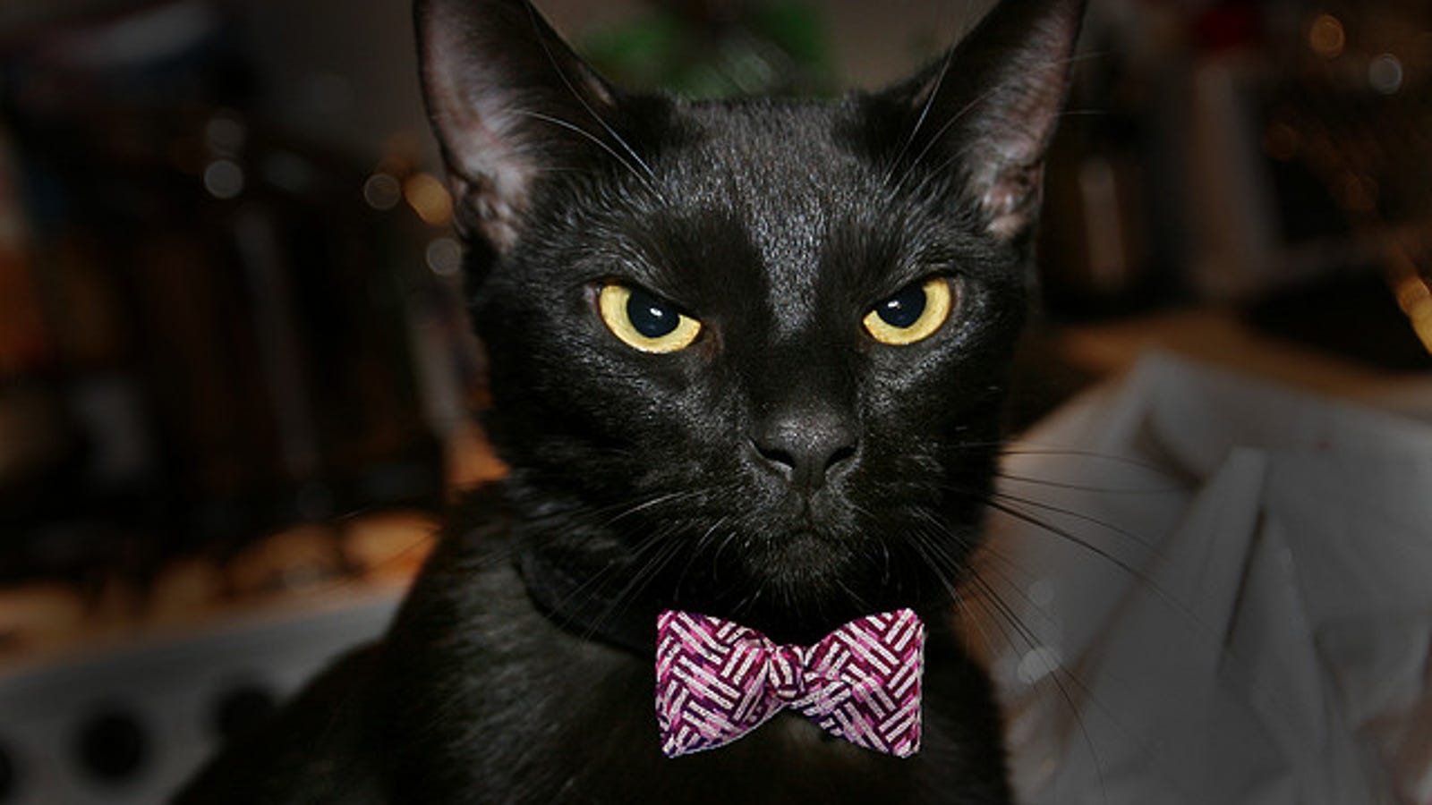 Shelters Ban Black Cat Adoption On Halloween To Prevent