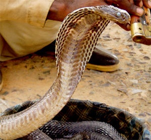 Illustration for article titled Couple Courts Condi With Cobra?