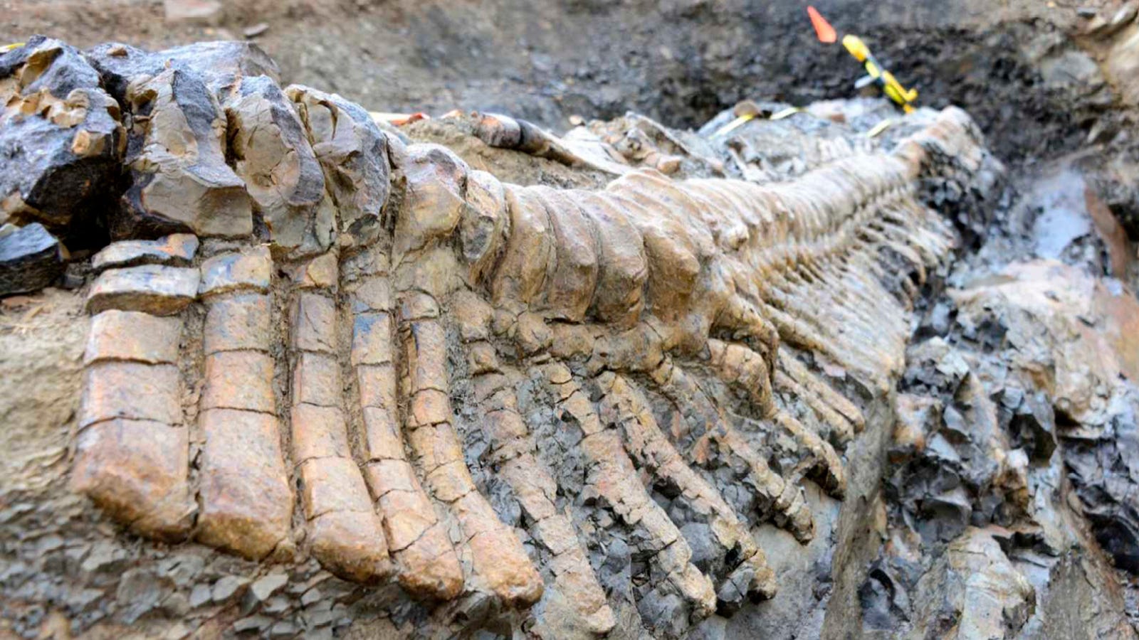 fossilized dinosaur tail