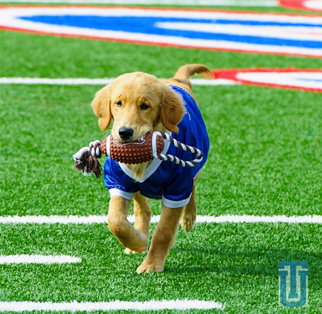 Tulsa's Puppy Mascot Will Be The Best Part Of College Football Season