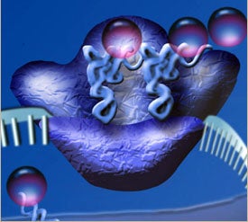 Illustration for article titled Double Your Lifespan with a Drug that Mutates Your Ribosomes