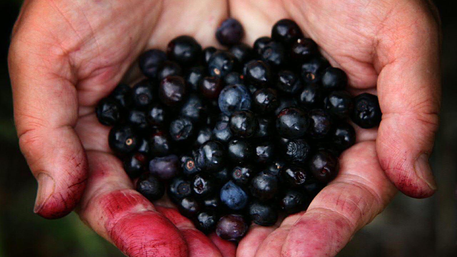 The Tastiest Berries That Grow Wild In North America