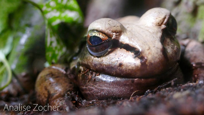 Fucking In Adult Theater Frog Sex Pic