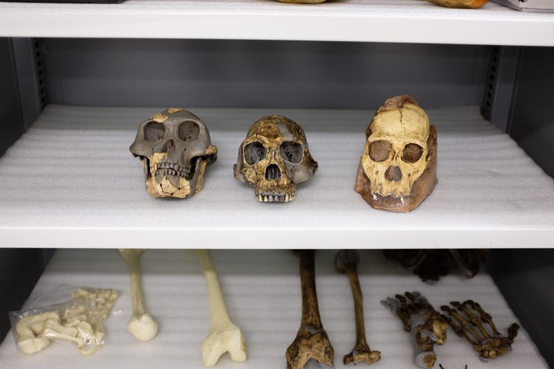 Fossil casts of Australopithecus afarensis (left), Homo habilis (center), and Australopithecus sediba (right).