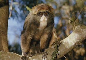 Illustration for article titled Adorable Bearded Monkeys Discovered in East Africa