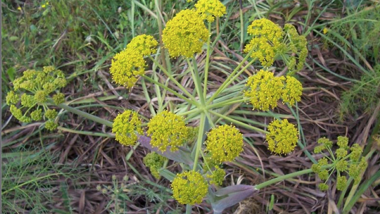 Scientists Transform Deadly Plant Into Cancer Killing